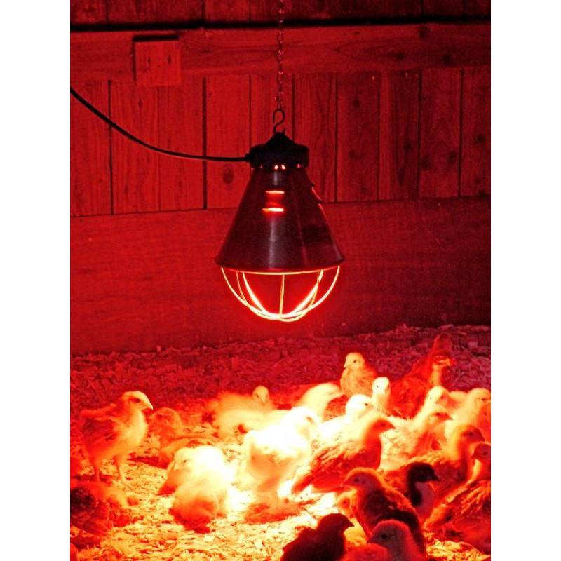Красная лампа для курятника: какая нужна для отопления птичника в зимний период