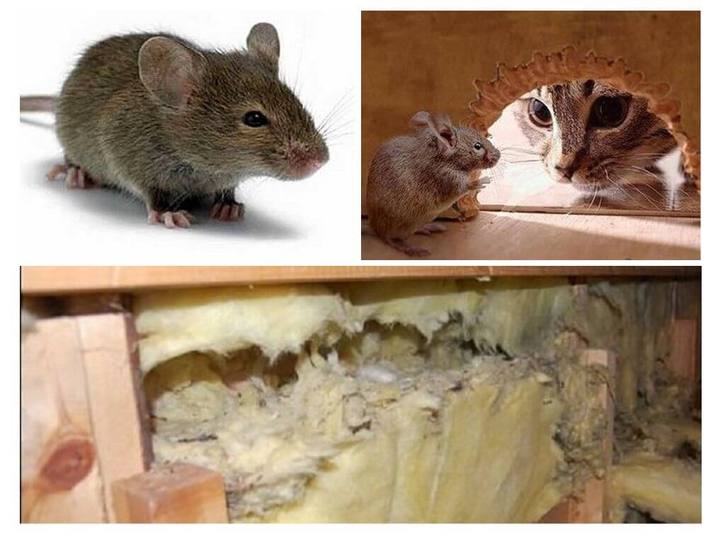 Могут ли мыши есть мышей