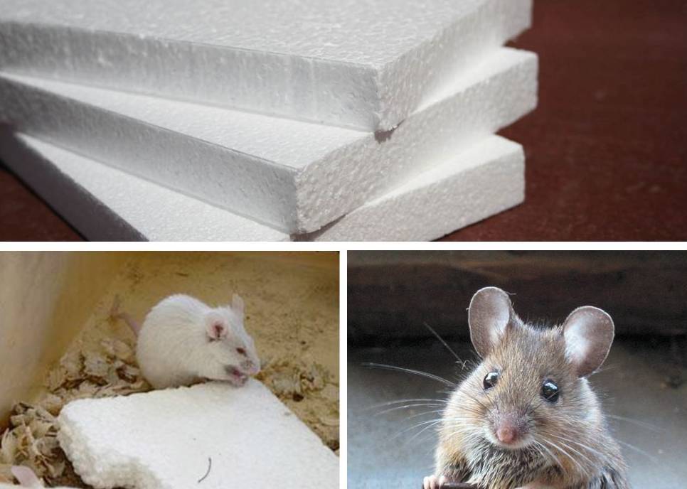 Какой утеплитель не грызут мыши и крысы: где не заводятся и не живут грызуны, как от них избавиться и защитить пенопласт и пеноплекс