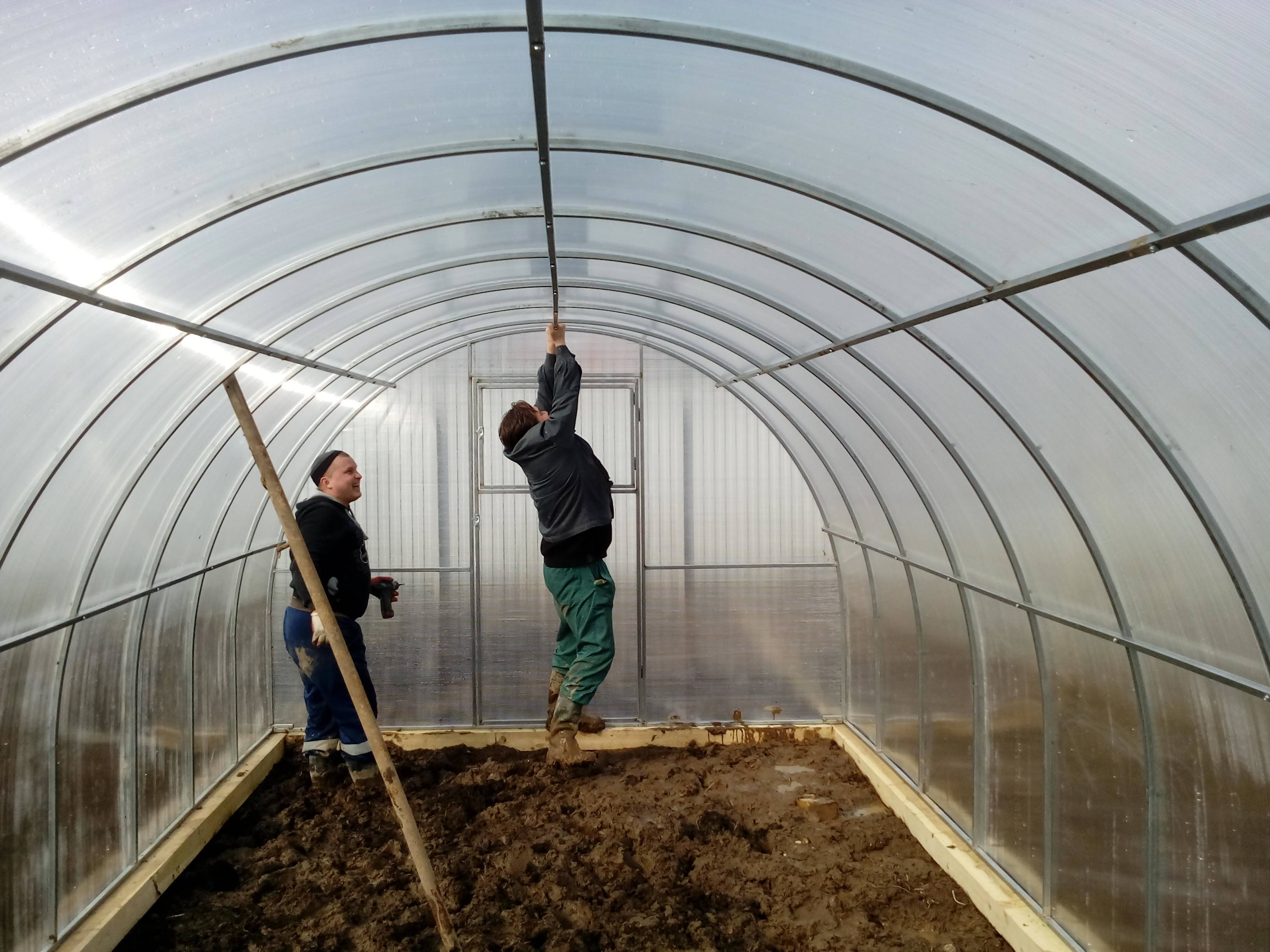Выращивание огурцов зимой в теплице: технология, освещение и требования к зимней теплице из поликарбоната