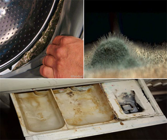 Плесень в стиральной машине: как избавиться от грибка подручными средствами и готовыми препаратами